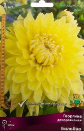 Георгина Бильбао декоративная 1шт