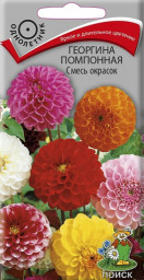 Георгина помпонная Смесь окрасок 0,3гр Поиск